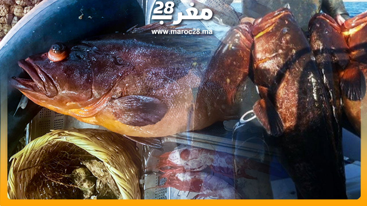 "الميرو".. سمك مهدد بالانقراض يغزو المطاعم المغربية في عز الراحة البيولوجية
