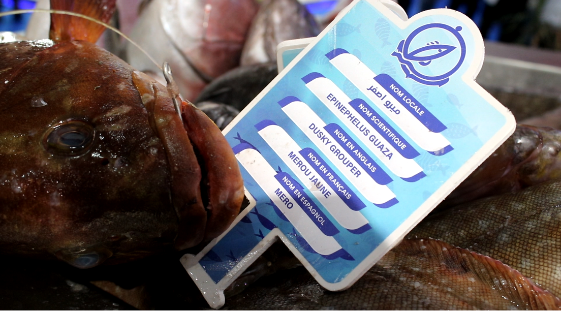 أغلى سمك بالمغرب يواجه الانقراض بسبب الصيد غير المعقلن